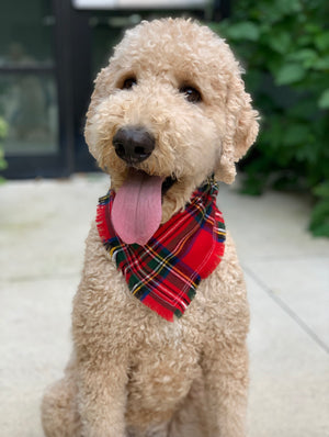 Holiday Flannel - Dog Bandana